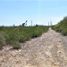  Land for rent in Pesqueria, Nuevo Leon, Pesqueria