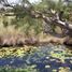  Land for sale in Rioverde, San Luis Potosi, Rioverde