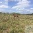  Land for sale in Sucila, Yucatan, Sucila