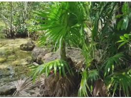  Terreno (Parcela) en venta en Othon P Blanco, Quintana Roo, Othon P Blanco