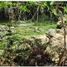 Terreno (Parcela) en venta en Othon P Blanco, Quintana Roo, Othon P Blanco
