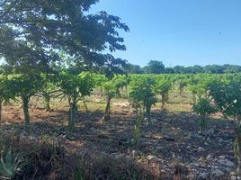 Studio House for sale in Dzilam Gonzalez, Yucatan, Dzilam Gonzalez