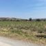  Land for sale in Amacuzac, Morelos, Amacuzac