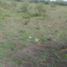  Land for sale in Panuco, Veracruz, Panuco