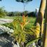 2 Bedroom House for sale in Amacuzac, Morelos, Amacuzac