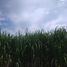  Land for sale in Manlio Fabio Altamirano, Veracruz, Manlio Fabio Altamirano
