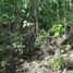 Terrain à vendre à Othon P Blanco, Quintana Roo, Othon P Blanco