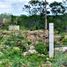  Land for sale in Tecoh, Yucatan, Tecoh