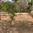  Land for sale in Dist Pochutla, Oaxaca, Dist Pochutla, Oaxaca