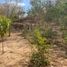  Land for sale in Dist Pochutla, Oaxaca, Dist Pochutla, Oaxaca
