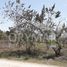  Land for sale in Aldama, Tamaulipas, Aldama, Tamaulipas