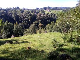  Terreno (Parcela) en venta en Ixhuacan De Los Reyes, Veracruz, Ixhuacan De Los Reyes