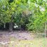  Grundstück zu verkaufen in Othon P Blanco, Quintana Roo, Othon P Blanco