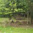  Land for sale in Othon P Blanco, Quintana Roo, Othon P Blanco, Quintana Roo