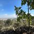  Land for sale in Zapopan, Jalisco, Zapopan, Jalisco