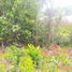  Grundstück zu verkaufen in Othon P Blanco, Quintana Roo, Othon P Blanco