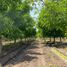  Terreno (Parcela) en venta en Santiago, Paine, Maipo, Santiago