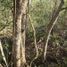  Land for sale in Valladolid, Yucatan, Valladolid
