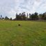  Land for sale in Cautin Araucania, Nueva Imperial, Cautin, Araucania, Chile