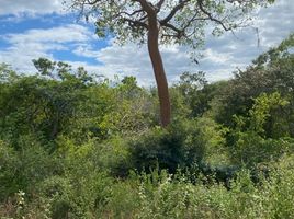  Terreno (Parcela) en venta en Ixil, Yucatán, Ixil, Yucatán