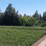  Terreno (Parcela) en venta en Cordillera, Santiago, Pirque, Cordillera