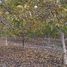  Terreno (Parcela) en venta en Colina, Chacabuco, Colina