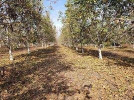  Terreno (Parcela) en venta en Colina, Chacabuco, Colina