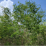  Terreno (Parcela) en venta en Merida, Yucatán, Merida, Yucatán