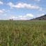  토지을(를) Amealco De Bonfin, Queretaro에서 판매합니다., Amealco De Bonfin