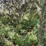  토지을(를) Amealco De Bonfin, Queretaro에서 판매합니다., Amealco De Bonfin