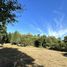  Land for sale in Golbea, Araucania, Golbea