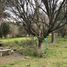  Grundstück zu verkaufen in Tigre, Buenos Aires, Tigre