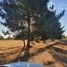 Studio House for sale in Chillan, Nuble, Chillan, Diguillin
