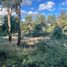  Terreno (Parcela) en venta en Chile, Collipulli, Malleco, Araucanía, Chile