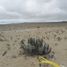  Terreno (Parcela) en venta en Chile, La Higuera, Elqui, Coquimbo, Chile