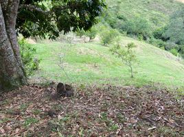  Land for sale in Yumbo, Valle Del Cauca, Yumbo