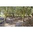  Land for sale in Chile, Limache, Quillota, Valparaiso, Chile