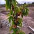  Land for sale in Gaiman, Chubut, Gaiman
