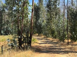  Terreno (Parcela) en venta en Chile, Ránquil, Itata, Ñuble, Chile