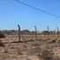  Land for sale in Neuquen, Confluencia, Neuquen