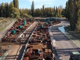  Terreno (Parcela) en alquiler en Chubut, Gaiman, Chubut