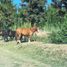  Terreno (Parcela) en venta en Confluencia, Neuquen, Confluencia