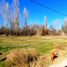  Land for sale in Neuquen, Confluencia, Neuquen