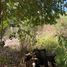  Land for sale in Campana, Buenos Aires, Campana