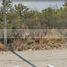  Land for rent in Abasolo, Nuevo Leon, Abasolo