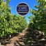  Land for sale in Maule, Molina, Curico, Maule