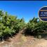  Land for sale in Maule, Molina, Curico, Maule