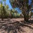  Terreno (Parcela) en venta en Chile, Pucón, Cautín, Araucanía, Chile