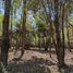  Terreno (Parcela) en venta en Chile, Pucón, Cautín, Araucanía, Chile