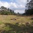  Land for sale in Rionegro, Antioquia, Rionegro